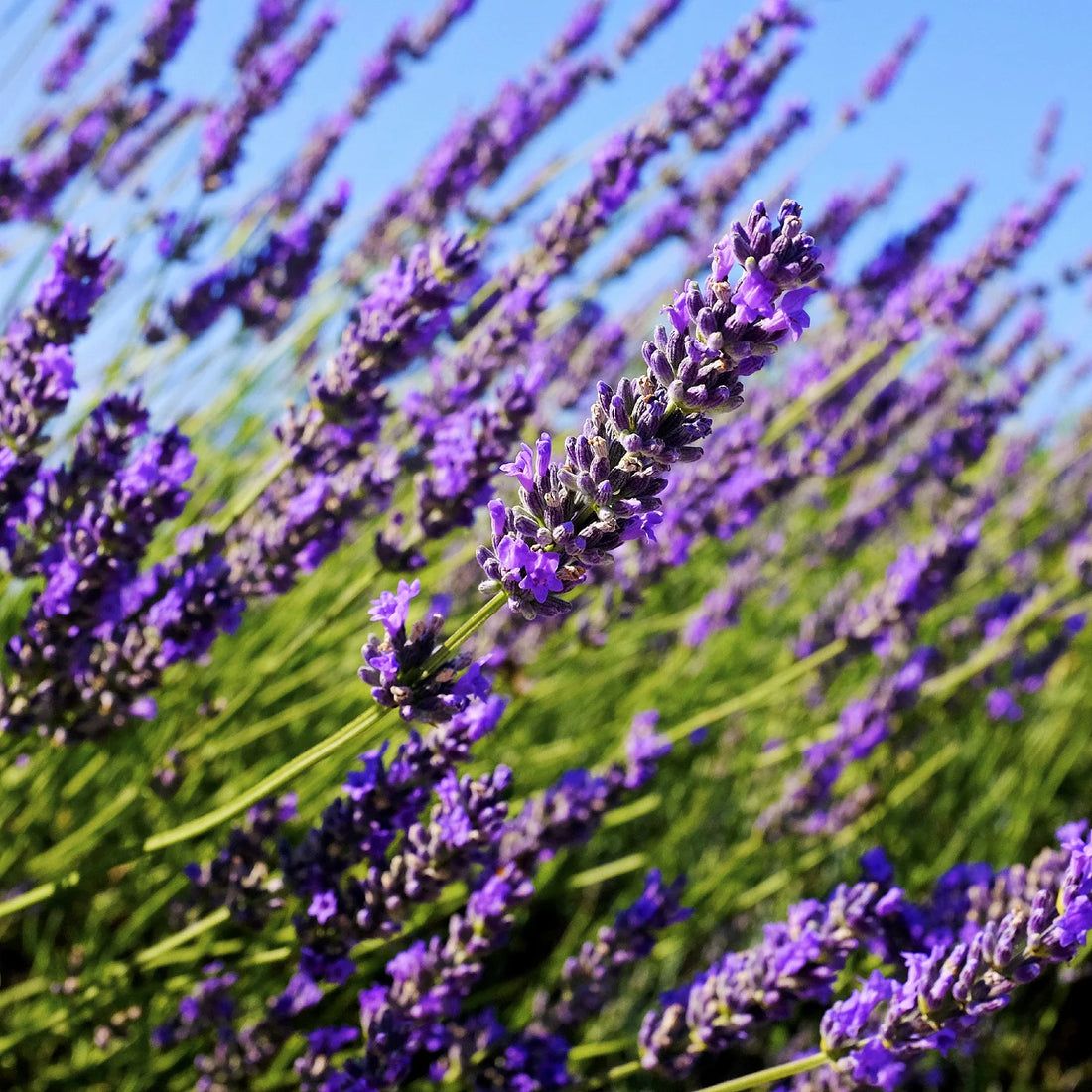 Soothing Power of Lavender