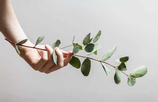 5 Different (and Amazing) Ways to Harness the Benefits of Eucalyptus in Self-care