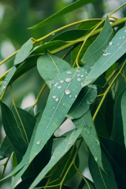 Eucalyptus Rain Gold Travel Candle - Ardor Bin